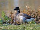 Brent Goose (WWT Slimbridge November 2013) - pic by Nigel Key